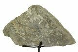 Fossil Sauropod Vertebra Section with Metal Stand - Colorado #354326-2